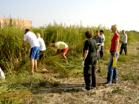 Uništavanje ambrozije